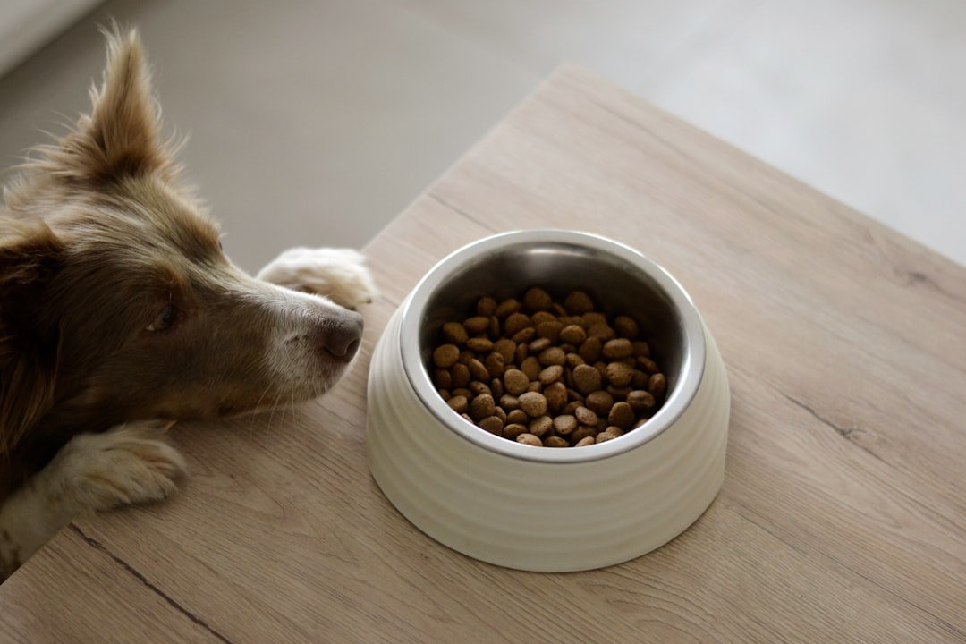 Dog waiting beside a bowl filled with dry pet food
